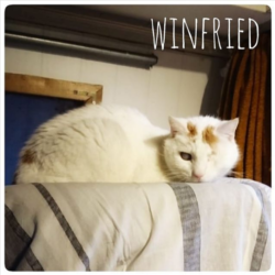 Winfried Winfried