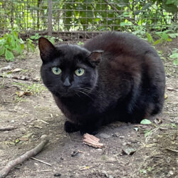 Blacky Blacky