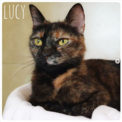 Lucy Lucy