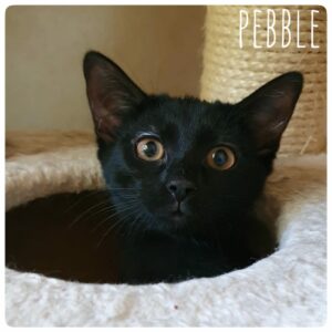 Peppa und Pebble Peppa und Pebble