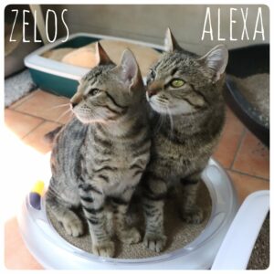 Alexa und Zelos