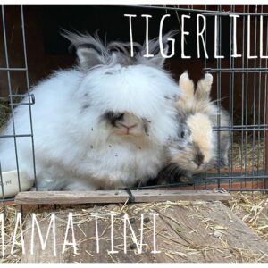 Mama Tini, Tigerlilly, Beauty und Mr Puffy Mama Tini, Tigerlilly, Beauty und Mr Puffy