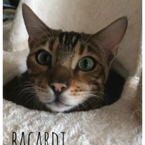 private Vermittlungshilfe – Bacardi –