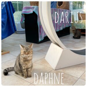 Daphne und Darius