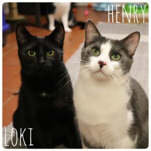 Henry und Loki