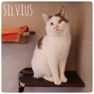 Silvius Silvius