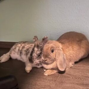 Private Vermittlungshilfe Winnie und Pooh Private Vermittlungshilfe Winnie und Pooh