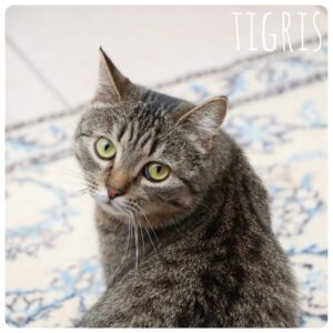 Tigris Tigris