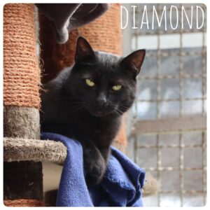 Diamond Diamond