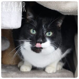 Kaspar Kaspar