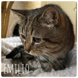 Emilio Emilio