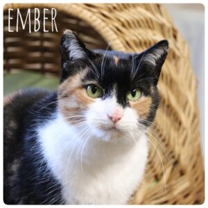 Ember