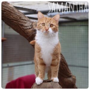 Samantha Samantha