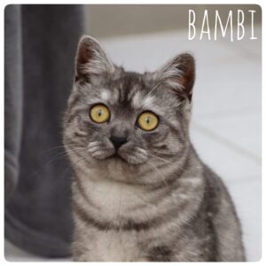 Bambi Bambi