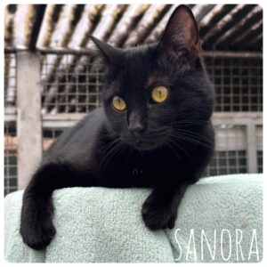 Sanora Sanora