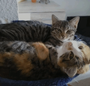 Bella und Tom – Vermittlungshilfe –