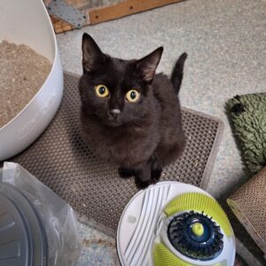 Luziferus - Dringend Pflegestelle gesucht