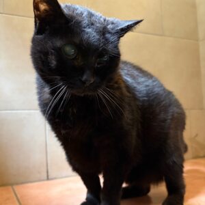 Jessy – Endpflegestelle gesucht
