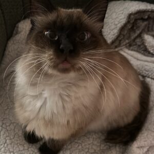 Vermittlungshilfe – Cookie