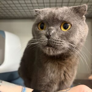 Palliativplatz gesucht für Honki