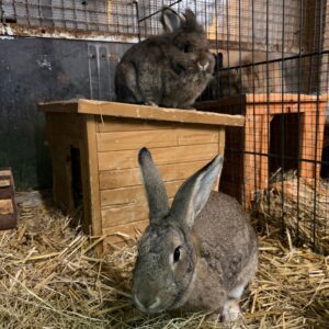 Bertie und Hasimaierflutsch