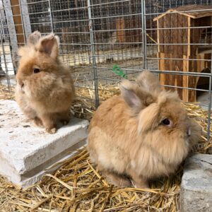 Ilse und Henriette